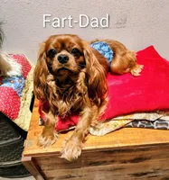 Hannah, a female Cavalier King Charles Spaniel for sale in Neosho, MO – 2 of 4