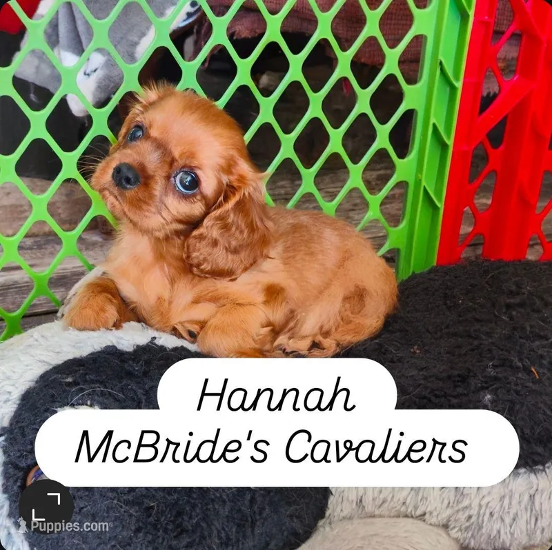Hannah – Cavalier King Charles Spaniel puppy for sale in Neosho, MO