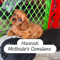 Hannah, a female Cavalier King Charles Spaniel for sale in Neosho, MO – 4 of 4