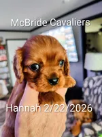 Hannah, a female Cavalier King Charles Spaniel for sale in Neosho, MO – 1 of 4