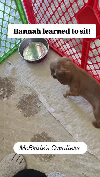 Hannah, a female Cavalier King Charles Spaniel for sale in Neosho, MO – 3 of 6