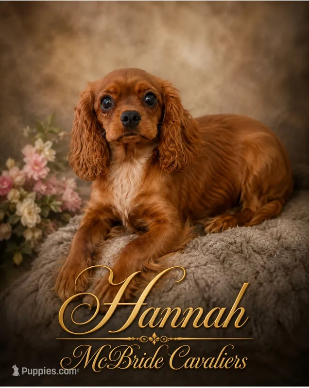 Hannah – Cavalier King Charles Spaniel puppy for sale in Neosho, MO