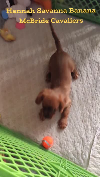 Hannah, a female Cavalier King Charles Spaniel for sale in Neosho, MO – 3 of 9