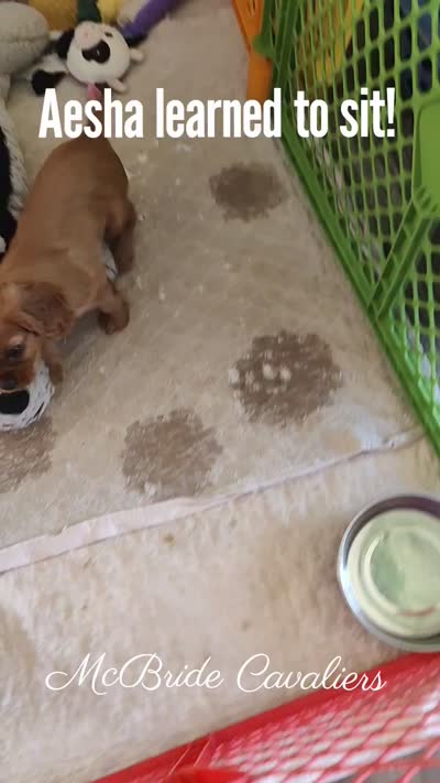 Aesha, a female Cavalier King Charles Spaniel for sale in Neosho, MO – 2 of 5