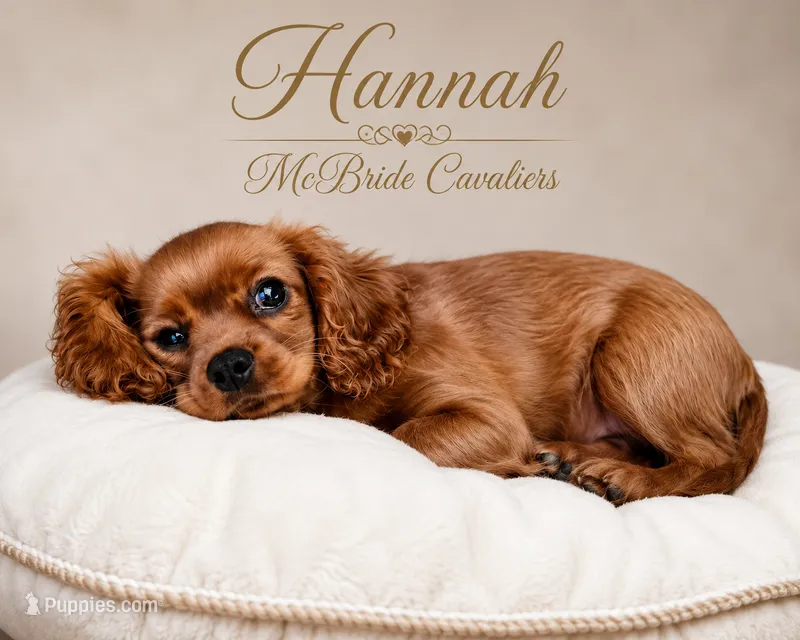 Hannah – Cavalier King Charles Spaniel puppy for sale in Neosho, MO
