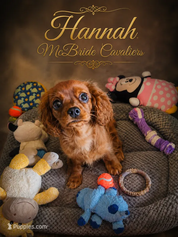 Hannah – Cavalier King Charles Spaniel puppy for sale in Neosho, MO