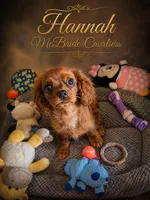 Hannah, a female Cavalier King Charles Spaniel for sale in Neosho, MO – 1 of 9