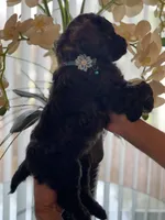 Max , a male Goldendoodle for sale in Kissimmee, FL – Photo 4 of 5