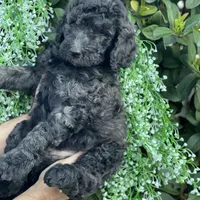 Max , a male Goldendoodle for sale in Kissimmee, FL – Photo 6 of 6