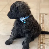 Max , a male Goldendoodle for sale in Kissimmee, FL – Photo 2 of 6