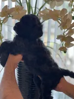 Max , a male Goldendoodle for sale in Kissimmee, FL – Photo 3 of 5