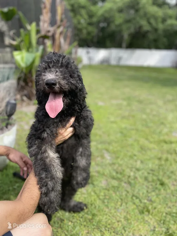 Max  – Goldendoodle puppy for sale in Kissimmee, FL