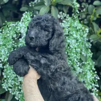 Max , a male Goldendoodle for sale in Kissimmee, FL – Photo 3 of 6