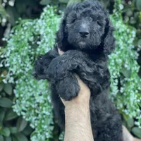 Max , a male Goldendoodle for sale in Kissimmee, FL – Photo 1 of 6