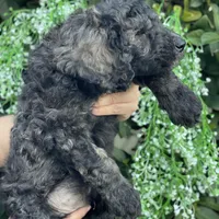 Max , a male Goldendoodle for sale in Kissimmee, FL – Photo 5 of 6