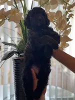 Max , a male Goldendoodle for sale in Kissimmee, FL – Photo 2 of 5