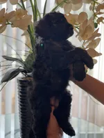 Max , a male Goldendoodle for sale in Kissimmee, FL – Photo 5 of 5