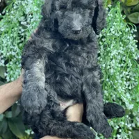 Max , a male Goldendoodle for sale in Kissimmee, FL – Photo 4 of 6