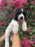 Rex, a male Goldendoodle for sale in Kissimmee, FL – 2 of 8