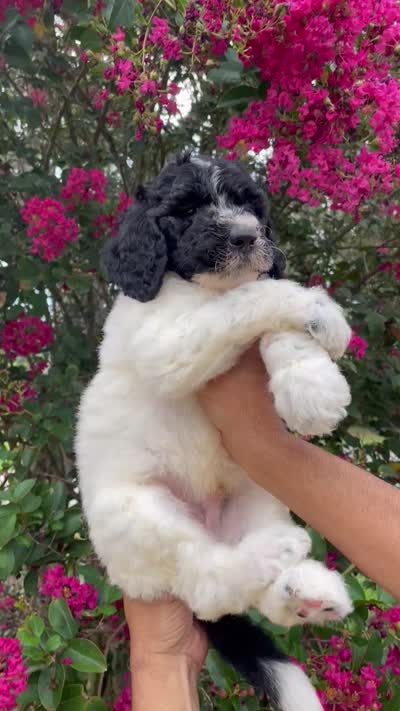 Buddy , a male Goldendoodle for sale in Kissimmee, FL – 8 of 8