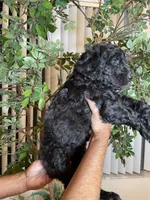 Samson , a male Goldendoodle for sale in Kissimmee, FL – 5 of 10
