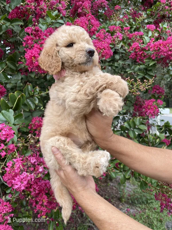 Sofie – Goldendoodle puppy for sale in Kissimmee, FL