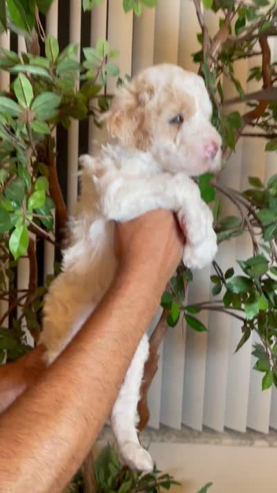 Charlie , a male Goldendoodle for sale in Kissimmee, FL – 8 of 8
