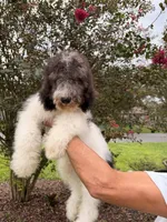 Champ , a male Goldendoodle for sale in Kissimmee, FL – 4 of 6