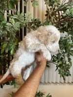 Charlie , a male Goldendoodle for sale in Kissimmee, FL – 3 of 8