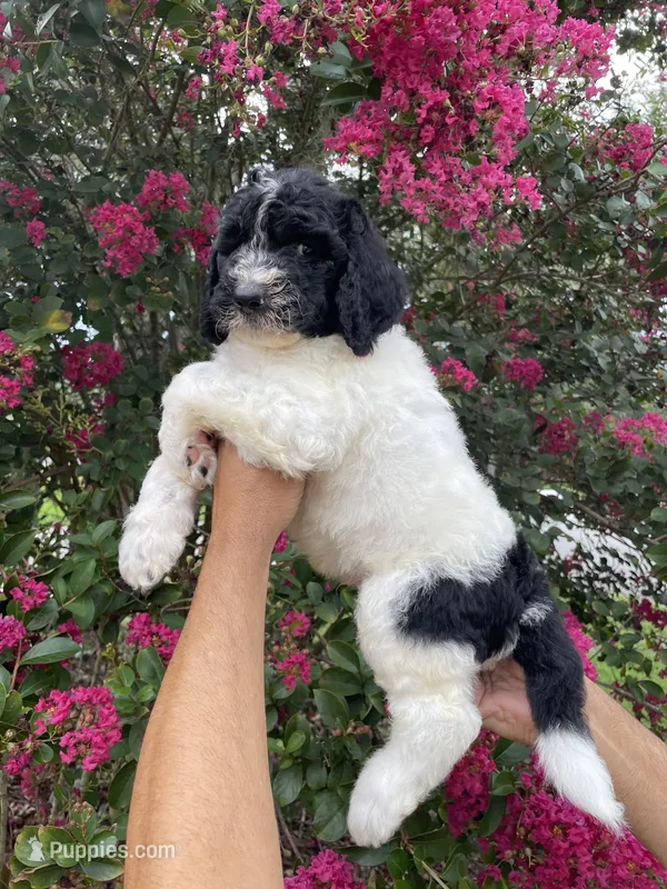 Buddy  – Goldendoodle puppy for sale in Kissimmee, FL