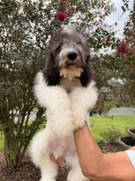 Champ , a male Goldendoodle for sale in Kissimmee, FL – 3 of 6