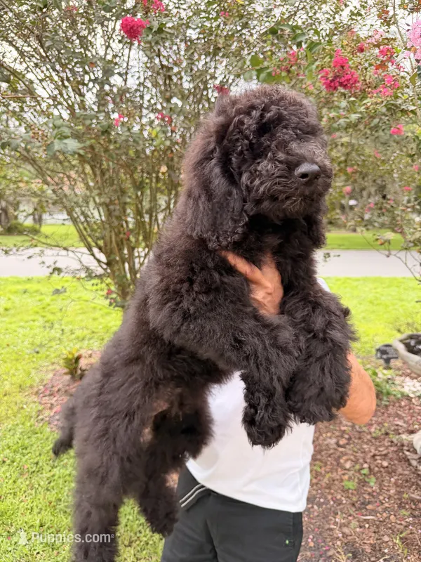 Sam – Goldendoodle puppy for sale in Kissimmee, FL
