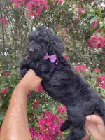 Rocco, a male Goldendoodle for sale in Kissimmee, FL – 5 of 8
