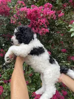 Rex, a male Goldendoodle for sale in Kissimmee, FL – 4 of 8