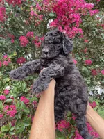 Bear, a male Goldendoodle for sale in Kissimmee, FL – 4 of 7