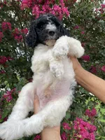 Max, a male Goldendoodle for sale in Kissimmee, FL – 3 of 6