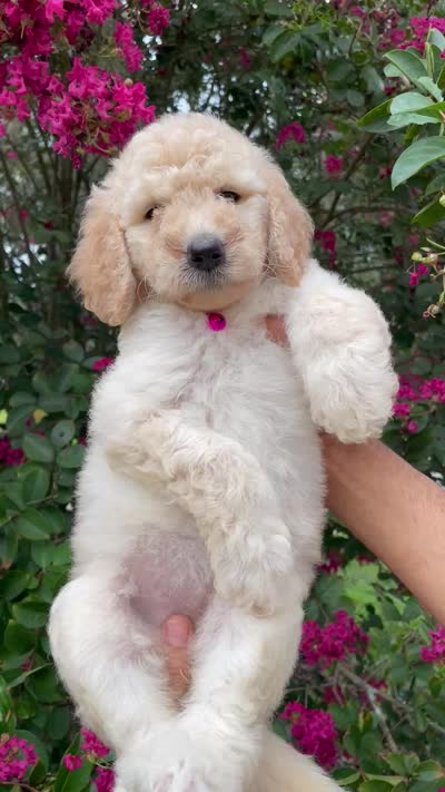 Lily, a female Goldendoodle for sale in Kissimmee, FL – 8 of 8