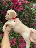 Mandy , a female Goldendoodle for sale in Kissimmee, FL – 3 of 7