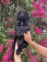 Sam, a male Goldendoodle for sale in Kissimmee, FL – 2 of 10