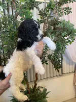 Bruno , a male Goldendoodle for sale in Kissimmee, FL – 4 of 6