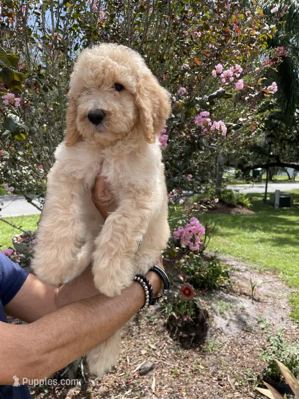 Mandy  – Goldendoodle puppy for sale in Kissimmee, FL