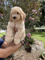 Mandy , a female Goldendoodle for sale in Kissimmee, FL – 1 of 3