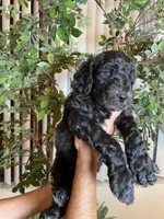 Samson , a male Goldendoodle for sale in Kissimmee, FL – 4 of 10