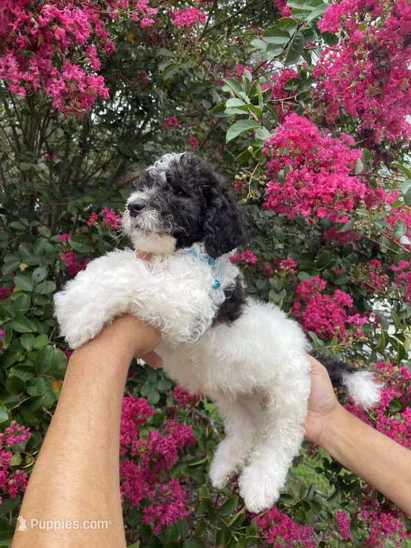 Champ  – Goldendoodle puppy for sale in Kissimmee, FL