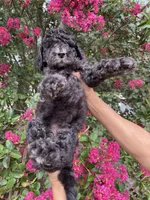 Bear, a male Goldendoodle for sale in Kissimmee, FL – 2 of 7