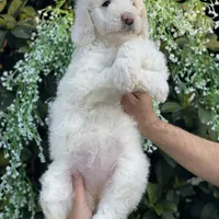 Mia , a female Goldendoodle for sale in Kissimmee, FL – Photo 3 of 6