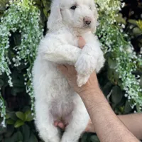 Mia , a female Goldendoodle for sale in Kissimmee, FL – Photo 4 of 6