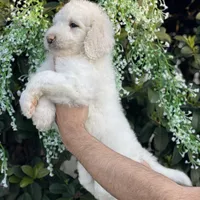 Mia , a female Goldendoodle for sale in Kissimmee, FL – Photo 5 of 6