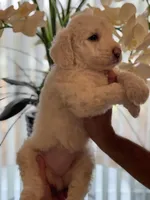 Mia , a female Goldendoodle for sale in Kissimmee, FL – Photo 2 of 5