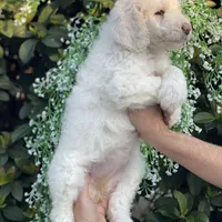 Mia , a female Goldendoodle for sale in Kissimmee, FL – Photo 2 of 6